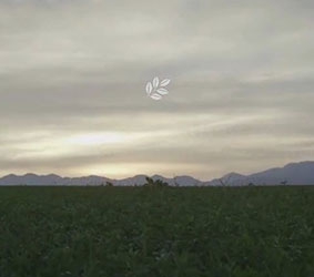 Nutrilite